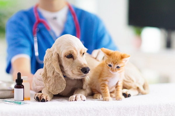 Best Pet Clinic
